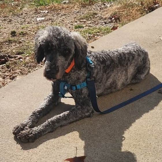 Daisy - Missouri (OT25-173)