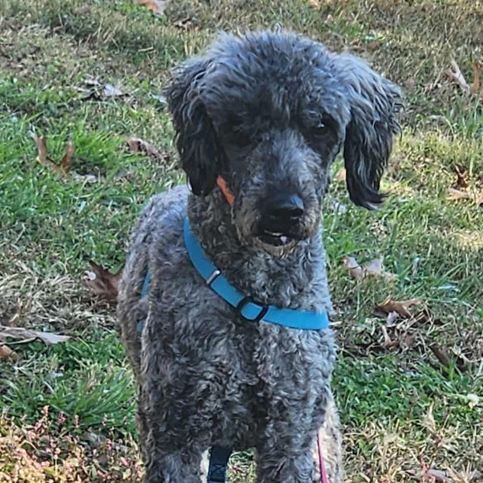 Daisy - Missouri (OT25-173)