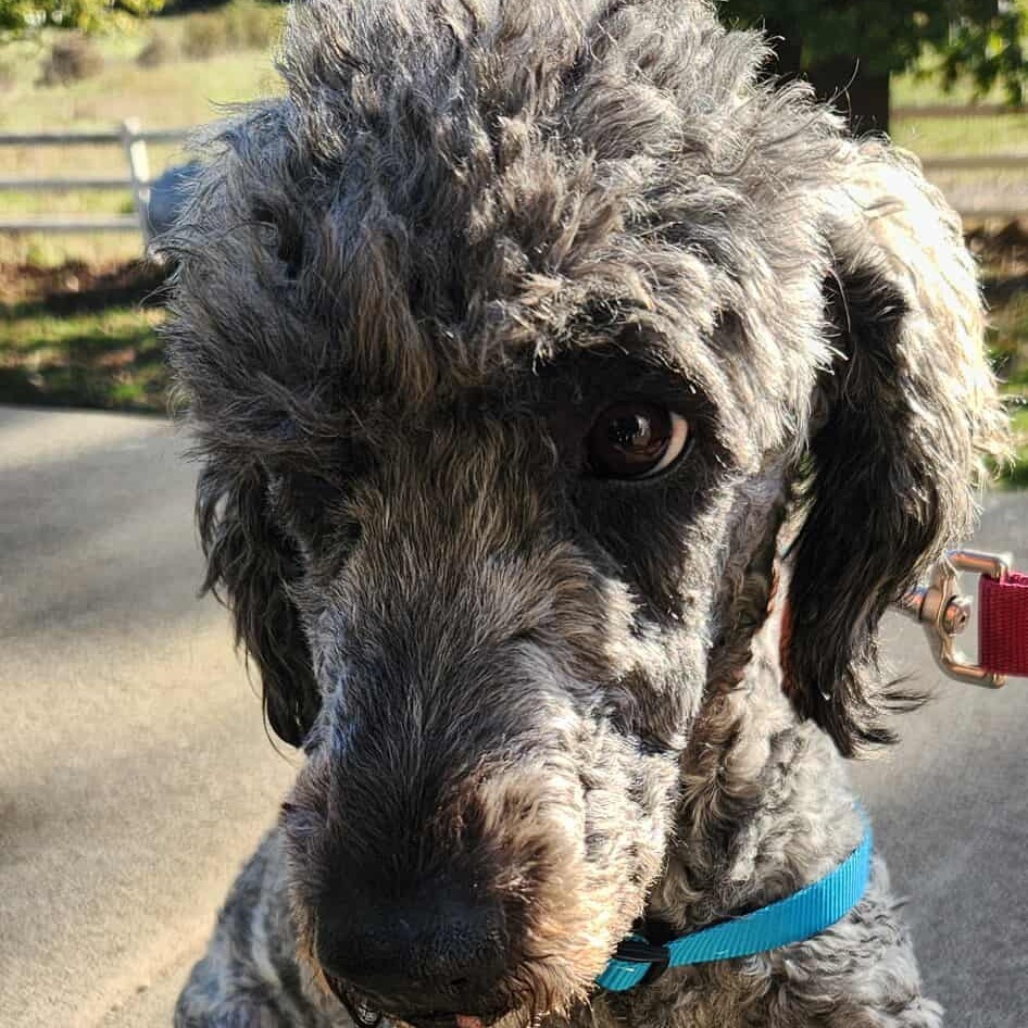 Daisy - Missouri (OT25-173)