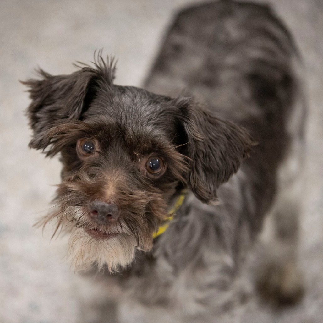 Cinderella (JN25-444)