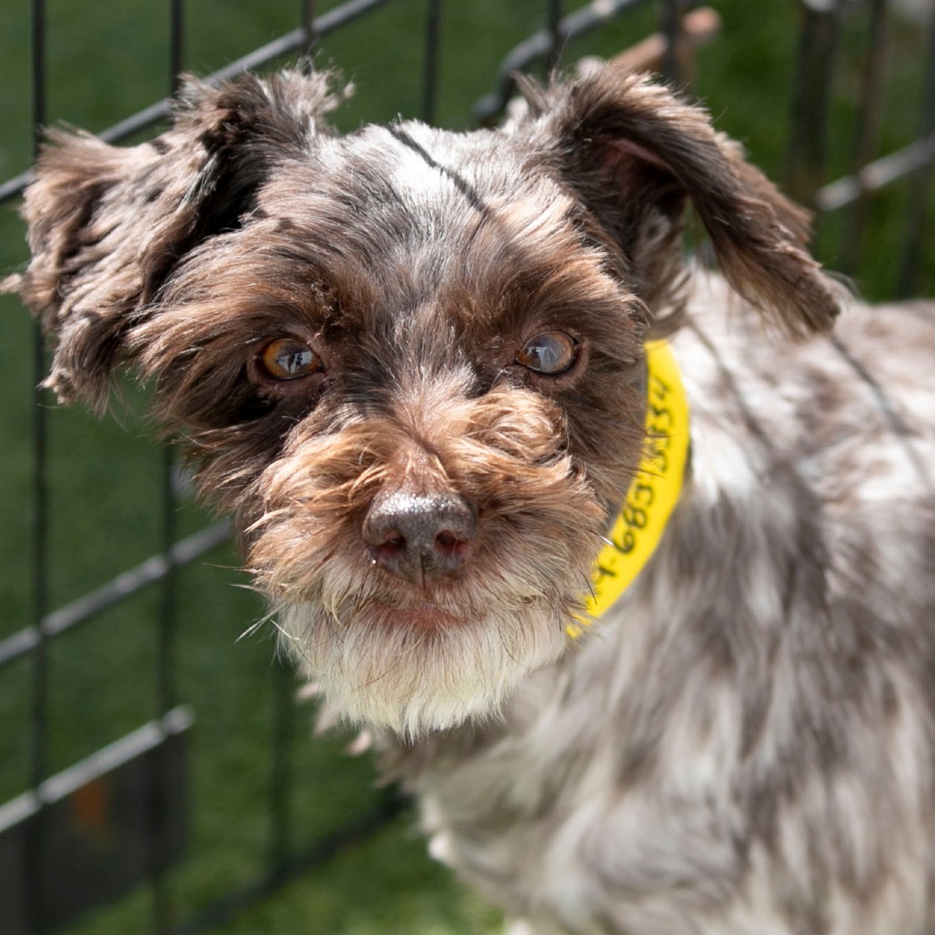 Cinderella (JN25-444)