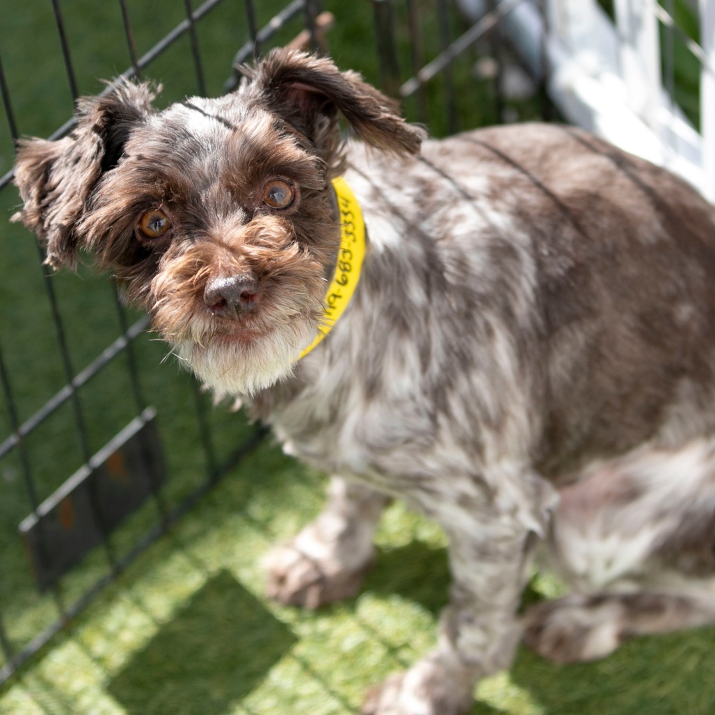 Cinderella (JN25-444)