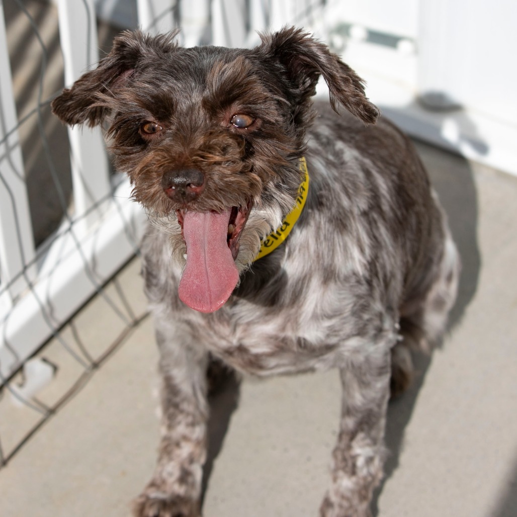 Cinderella (JN25-444)