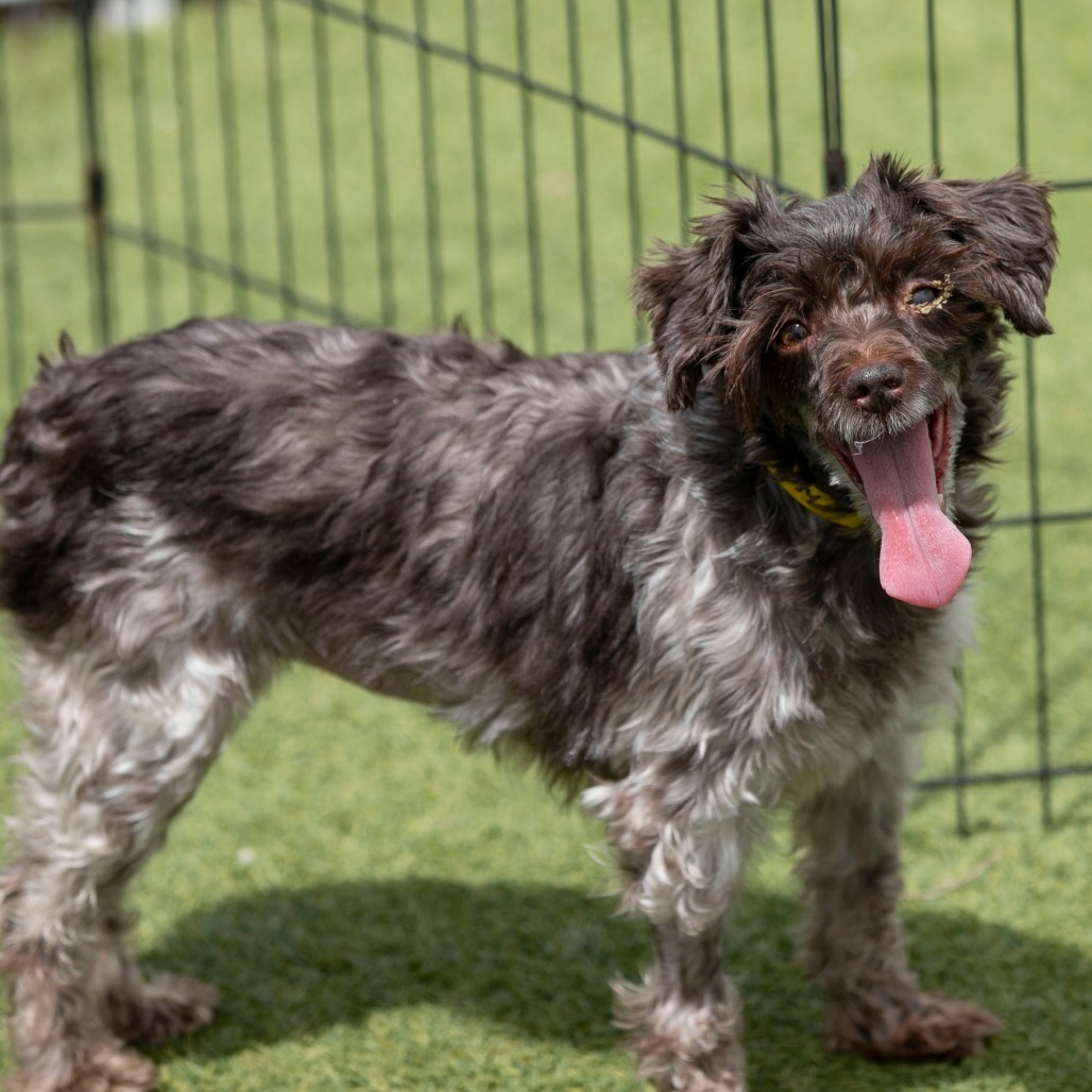 Cinderella (JN25-444)