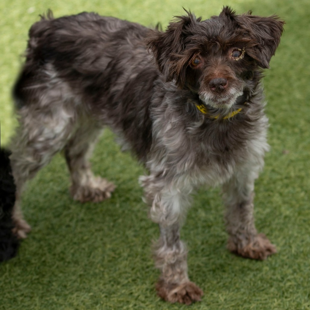 Cinderella (JN25-444)