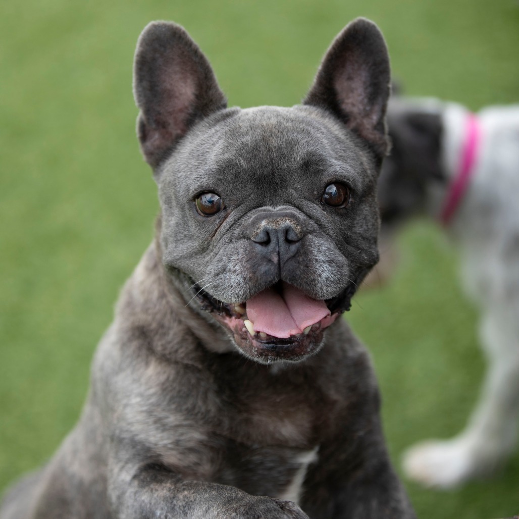 Tinkerbelle (S24-37)