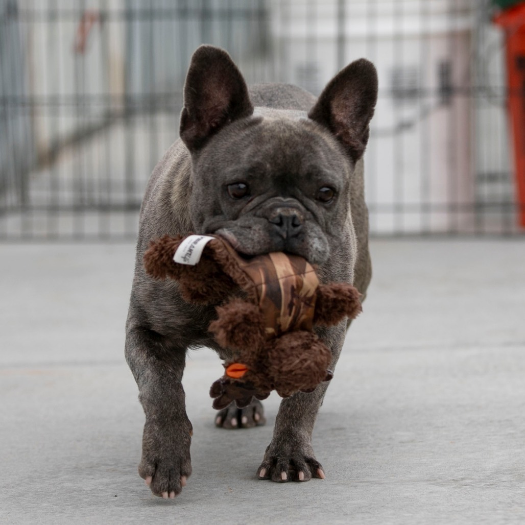 Tinkerbelle (S24-37)