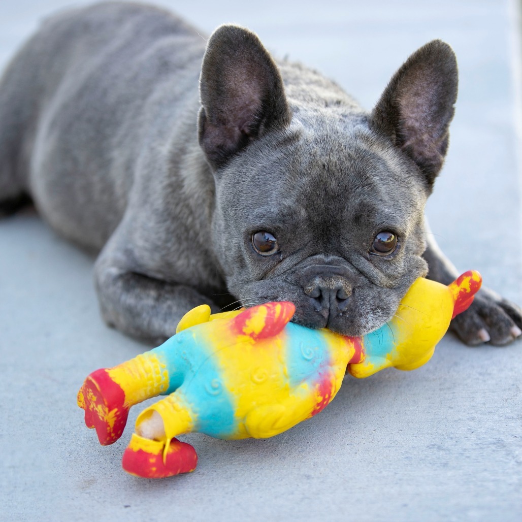 Tinkerbelle (S24-37)