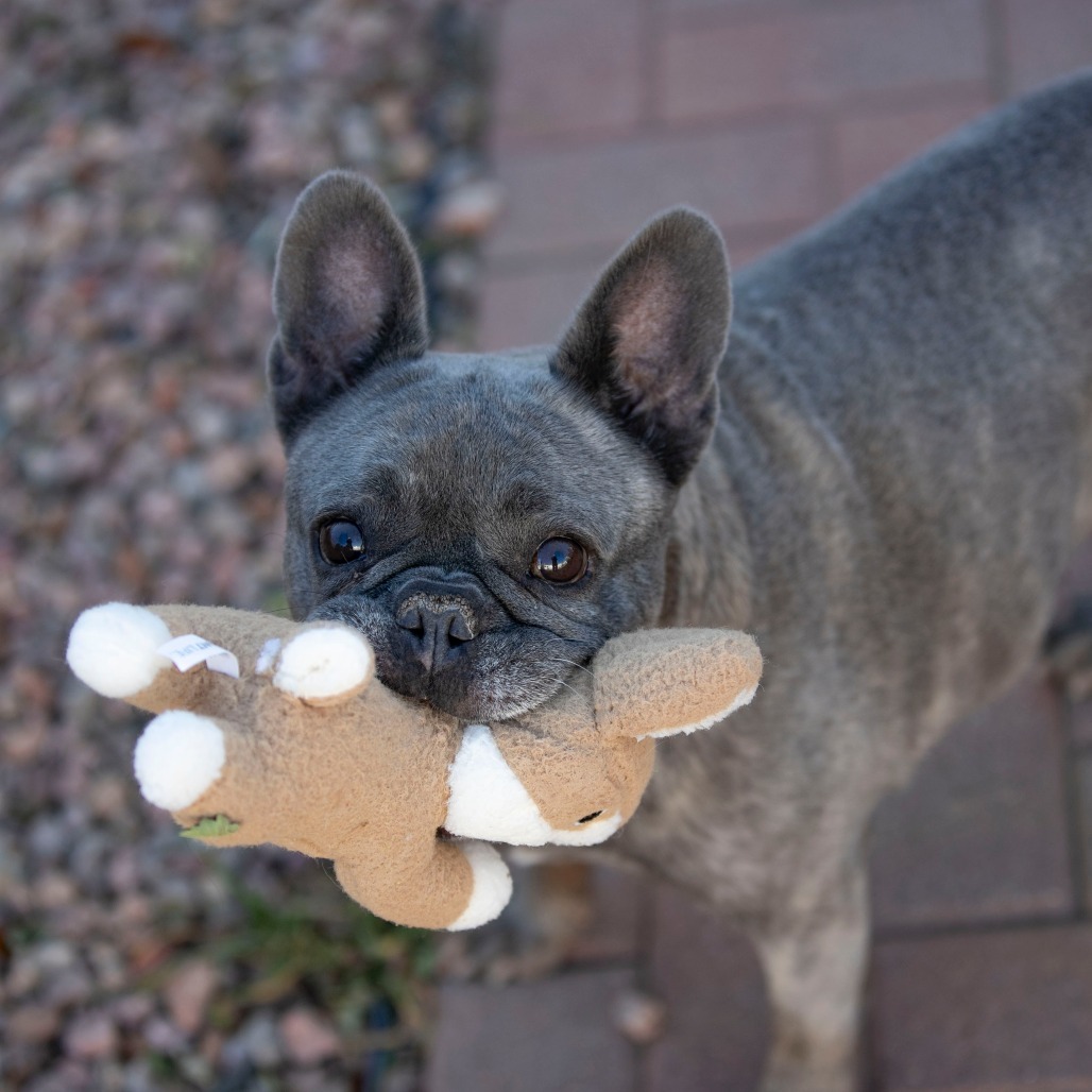 Tinkerbelle (S24-37)