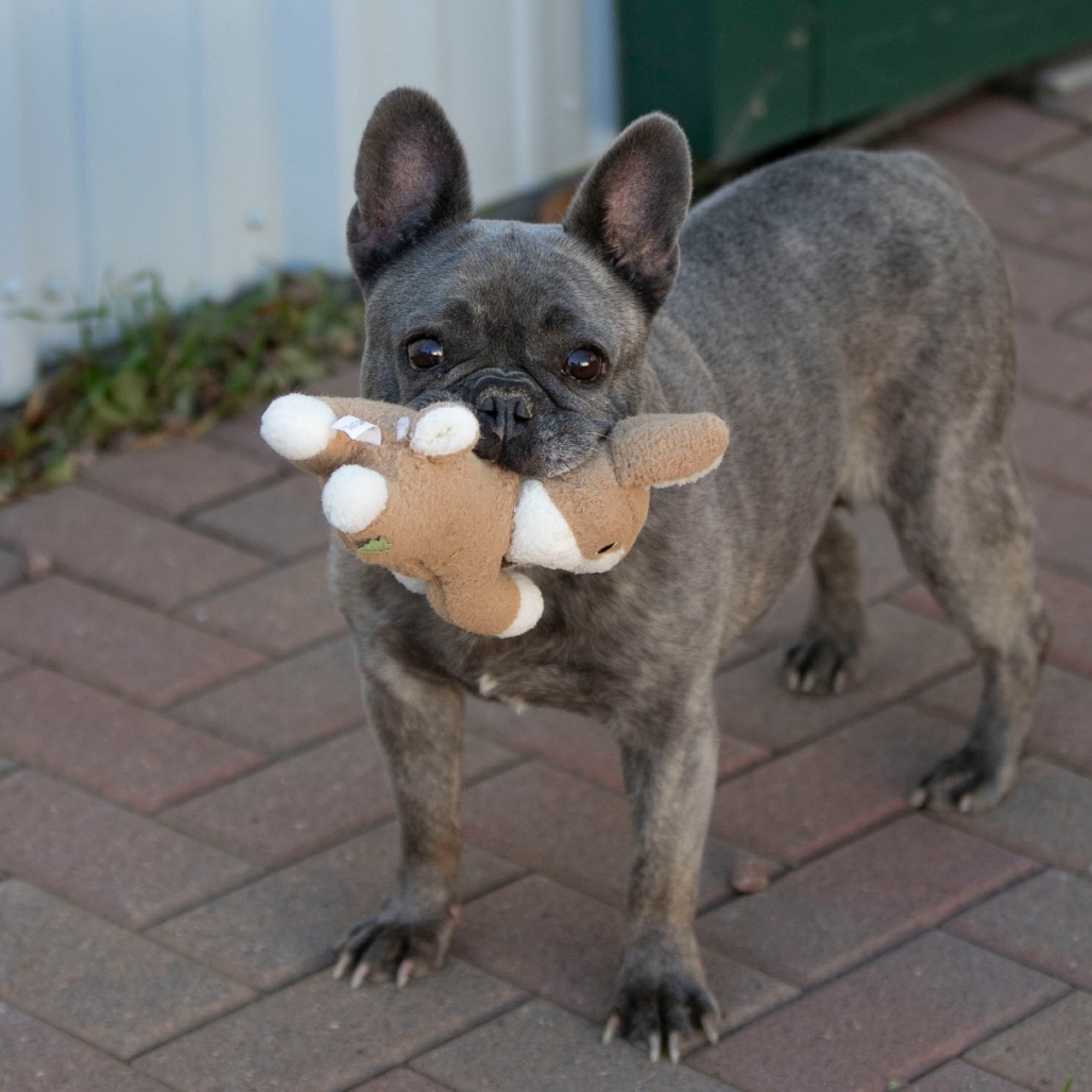 Tinkerbelle (S24-37)