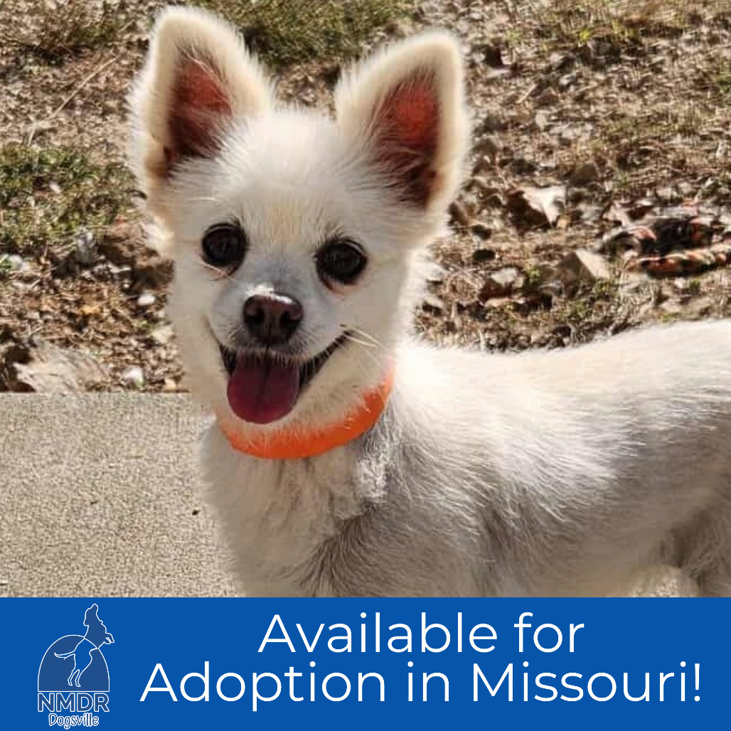 Gabby - Missouri (OT25-205)