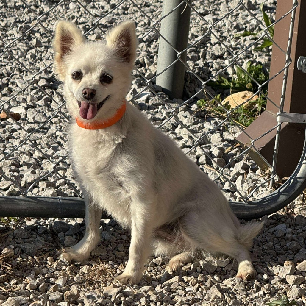 Gabby - Missouri (OT25-205)