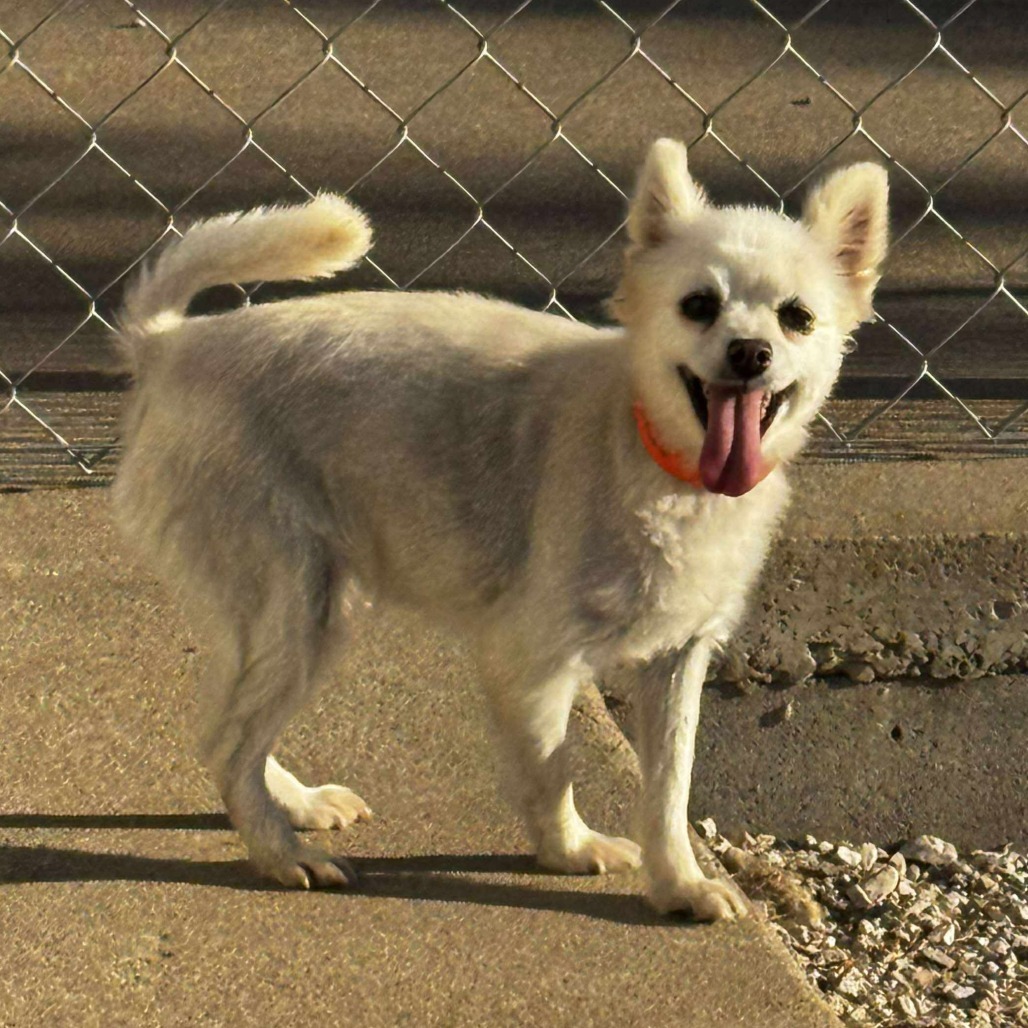 Gabby - Missouri (OT25-205)