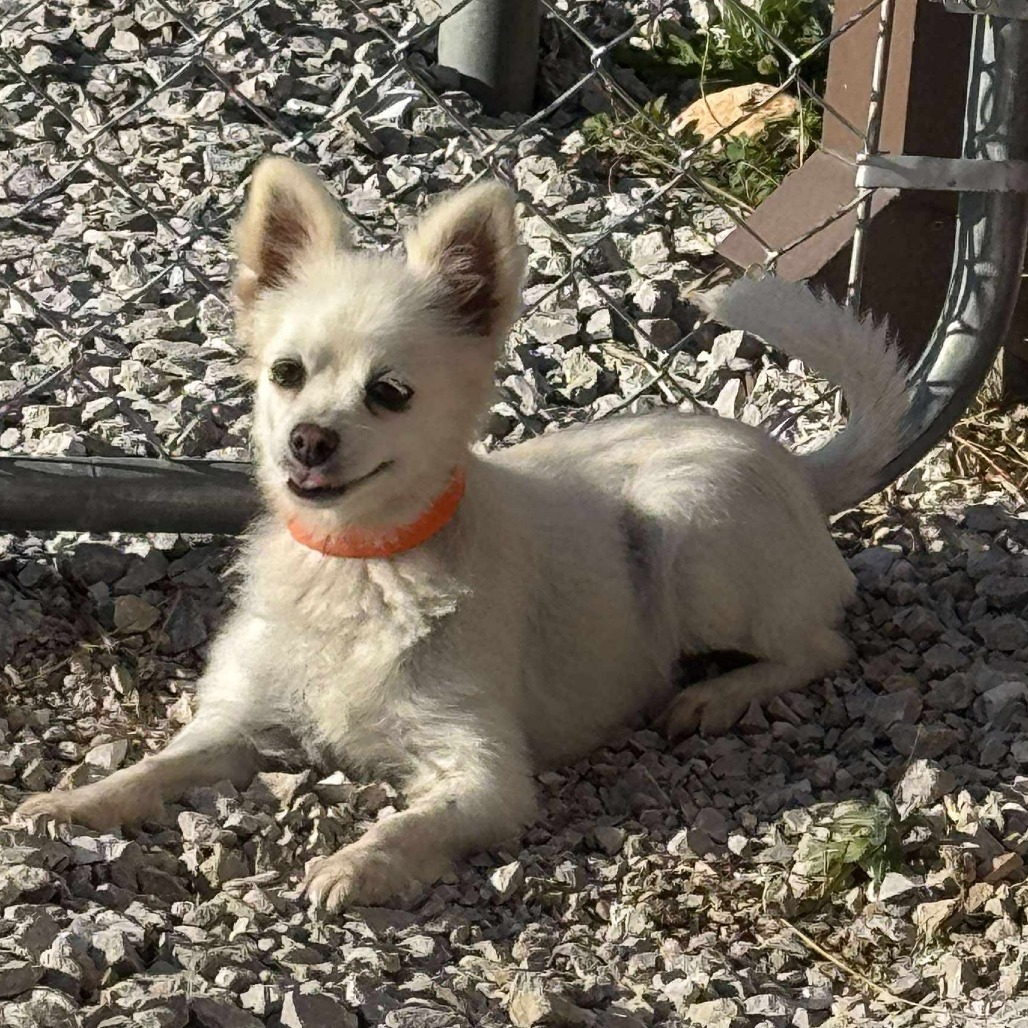 Gabby - Missouri (OT25-205)