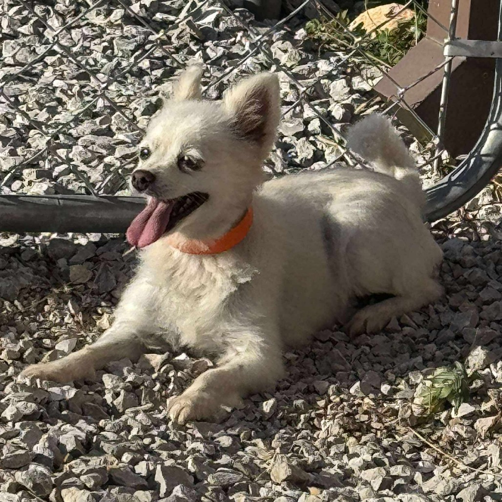 Gabby - Missouri (OT25-205)