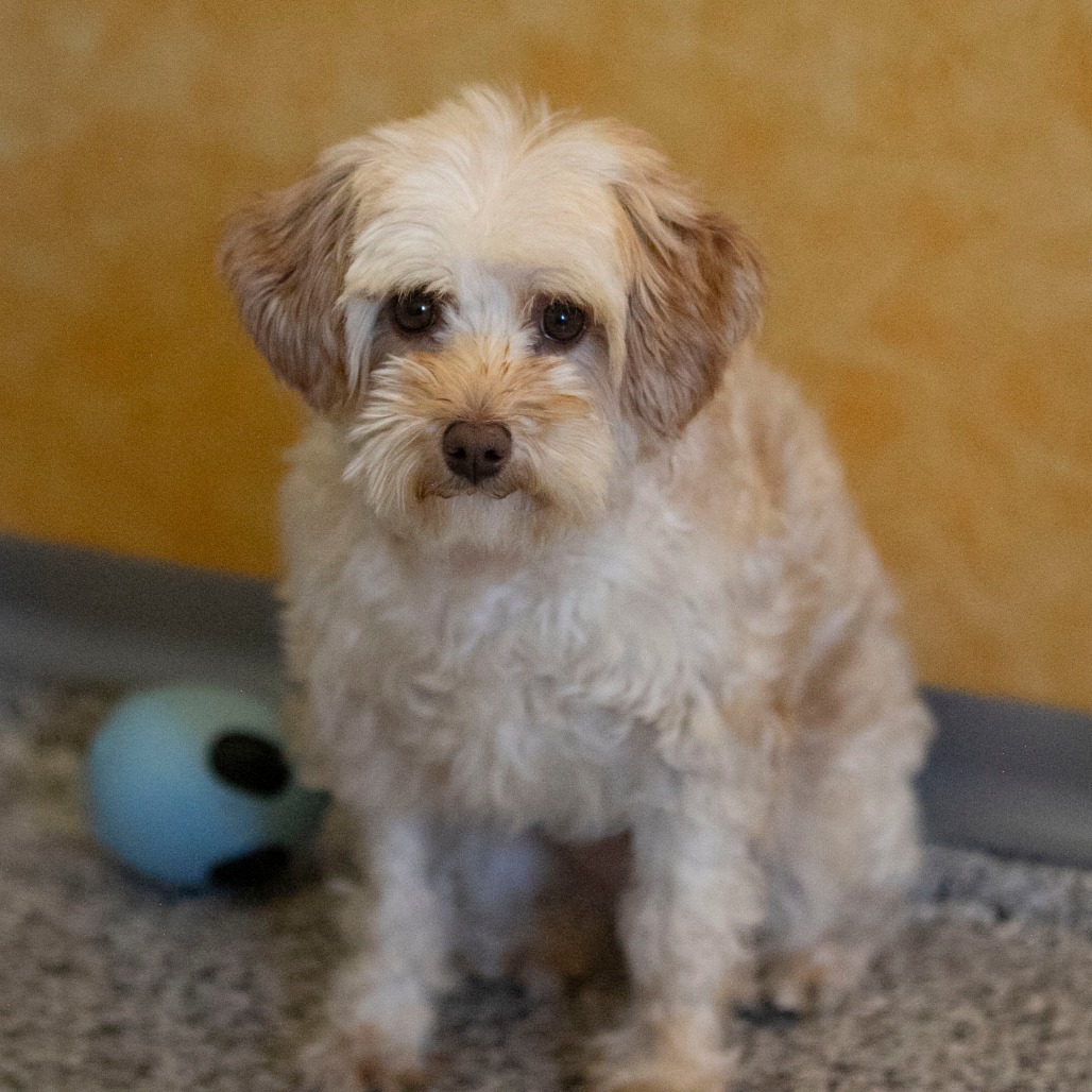 Chardonnay (JN25-455)