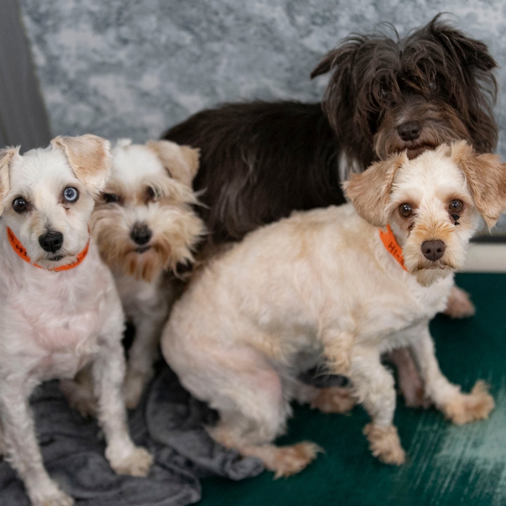 Chardonnay (JN25-455)