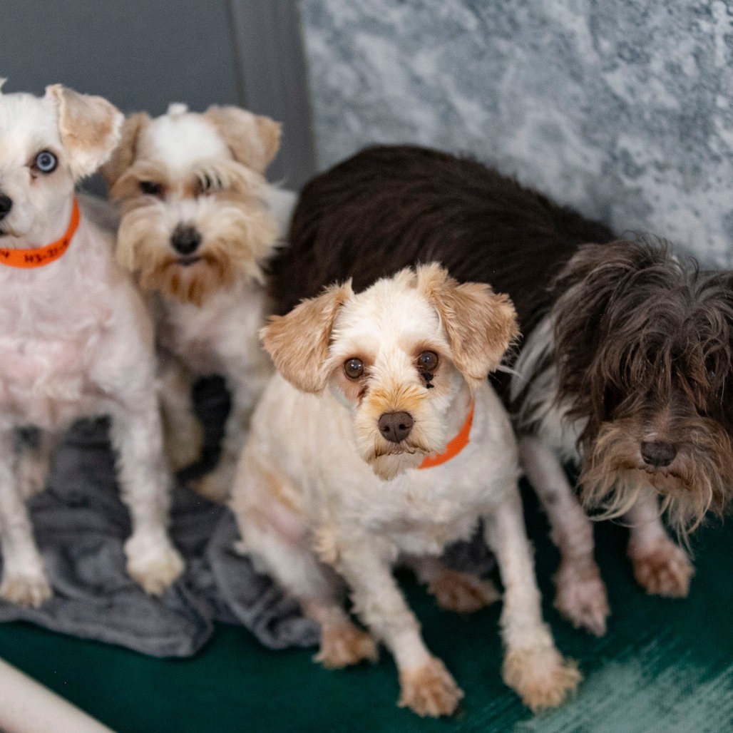 Chardonnay (JN25-455)