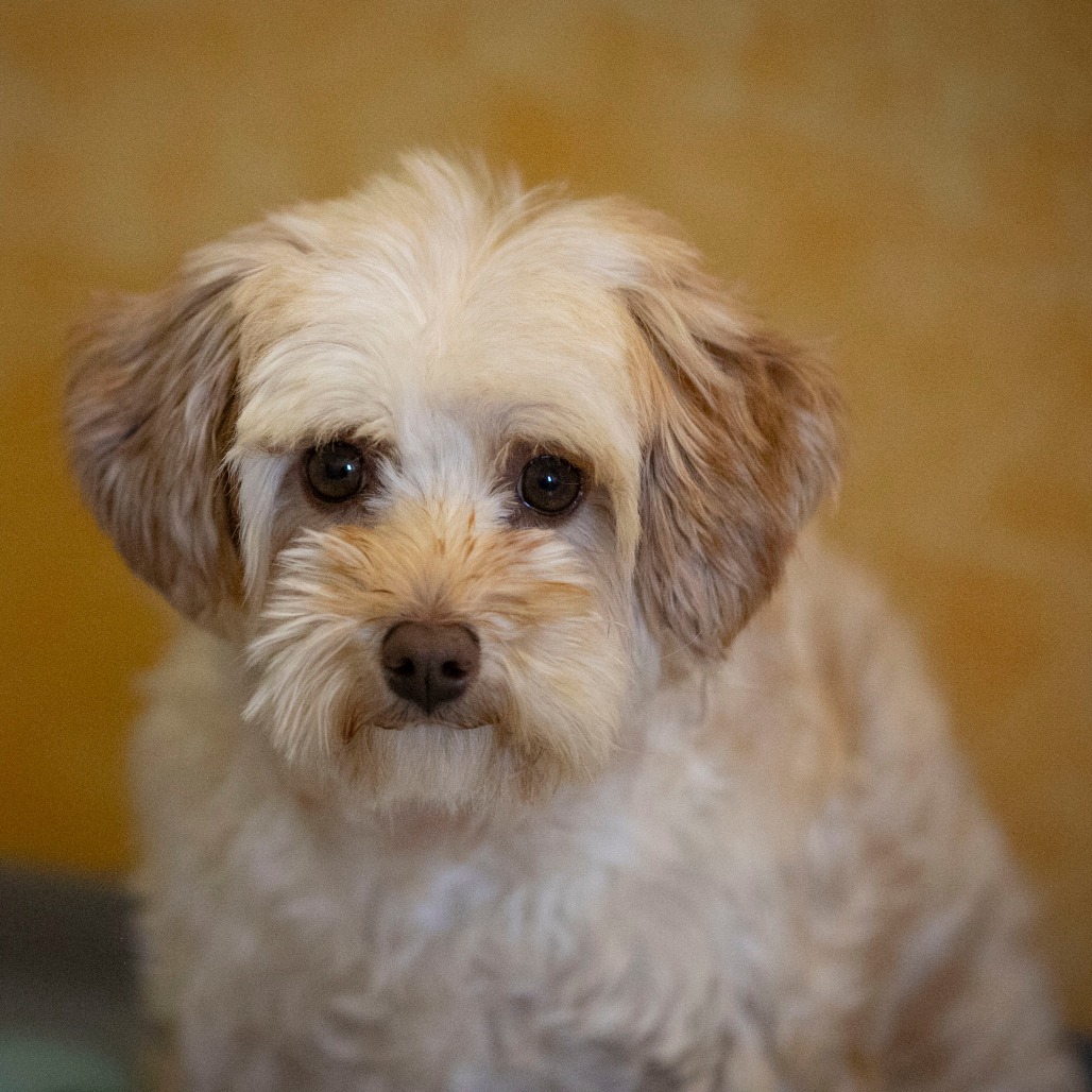 Chardonnay (JN25-455)