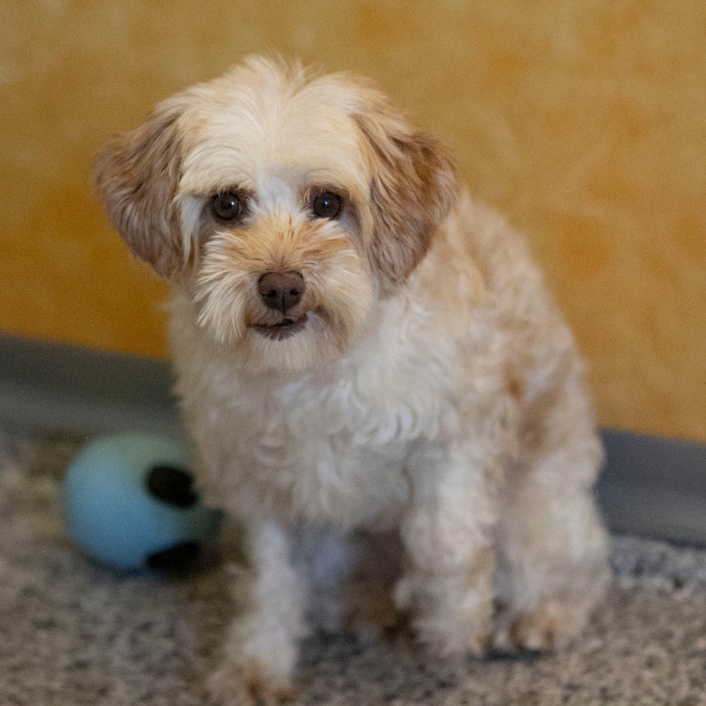 Chardonnay (JN25-455)