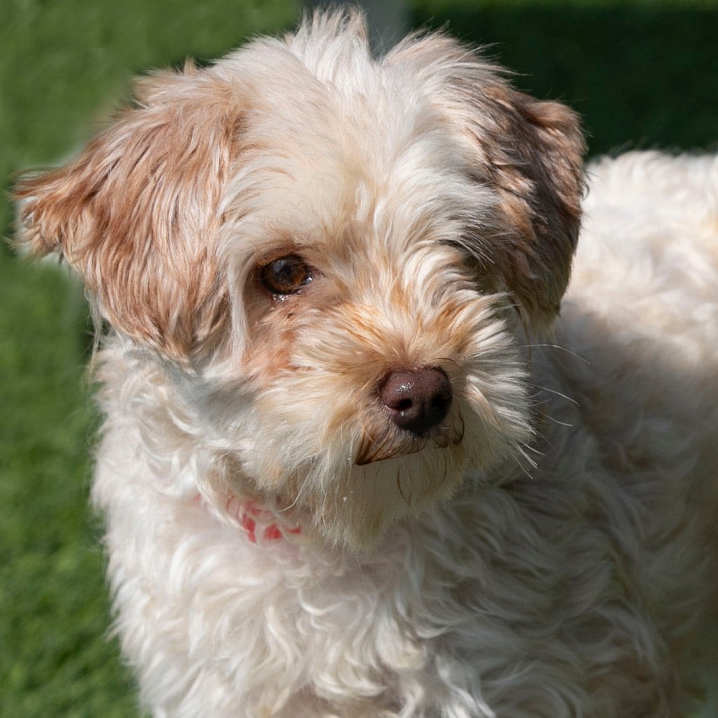 Chardonnay (JN25-455)