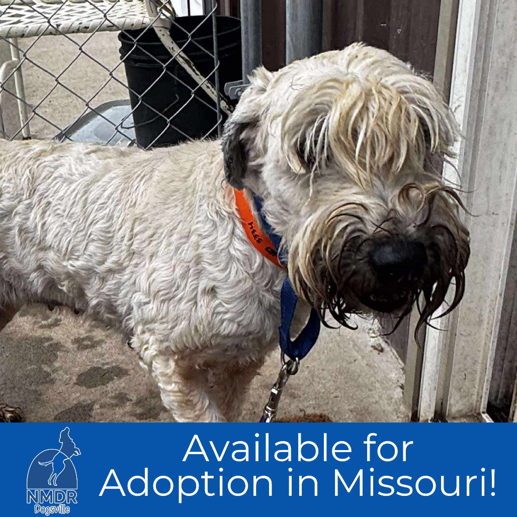 Wiggles - Missouri (OT25-177)