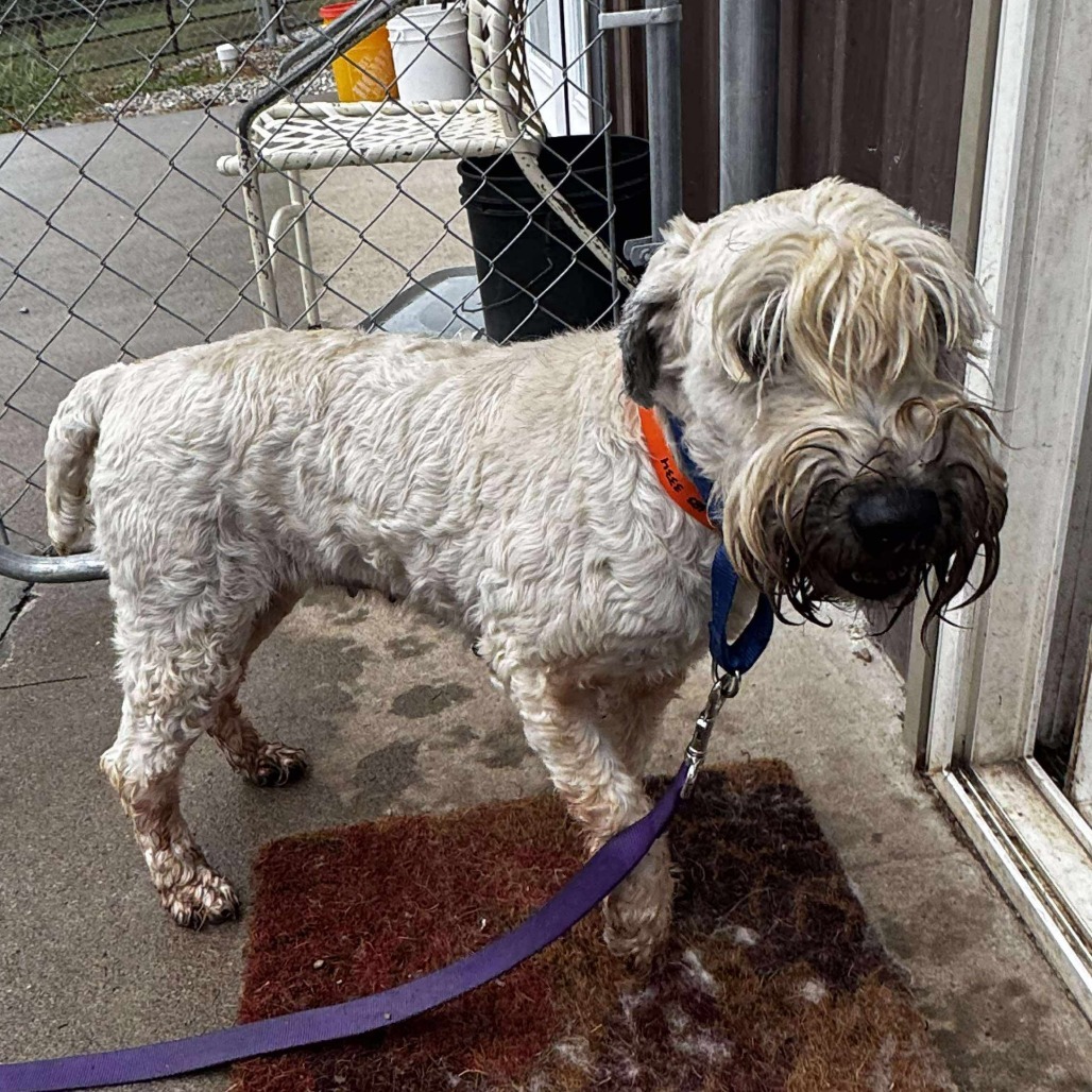 Wiggles - Missouri (OT25-177)