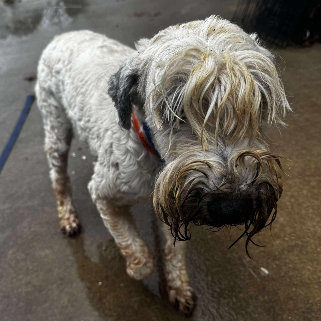 Wiggles - Missouri (OT25-177)