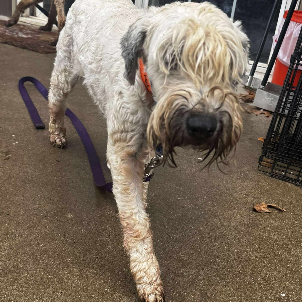 Wiggles - Missouri (OT25-177)