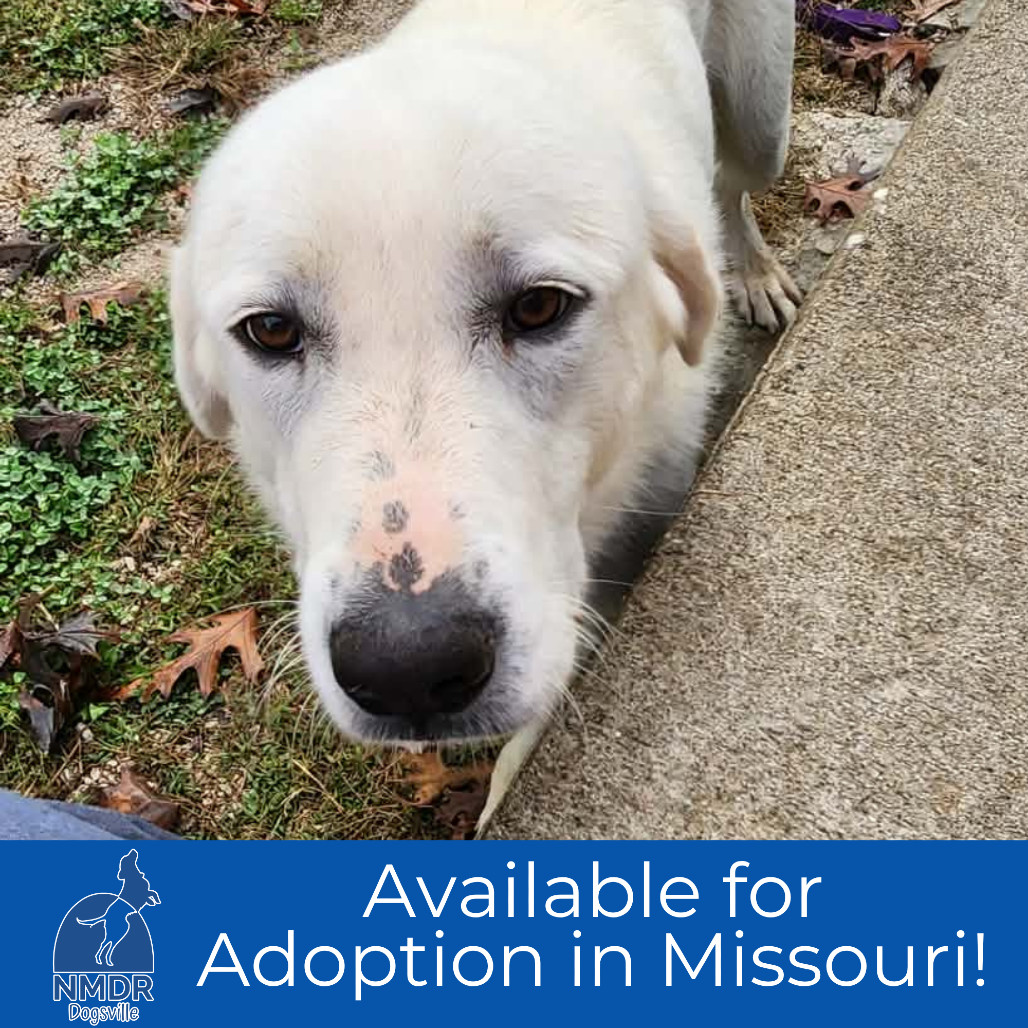 Pearl - Missouri (OT25-228)