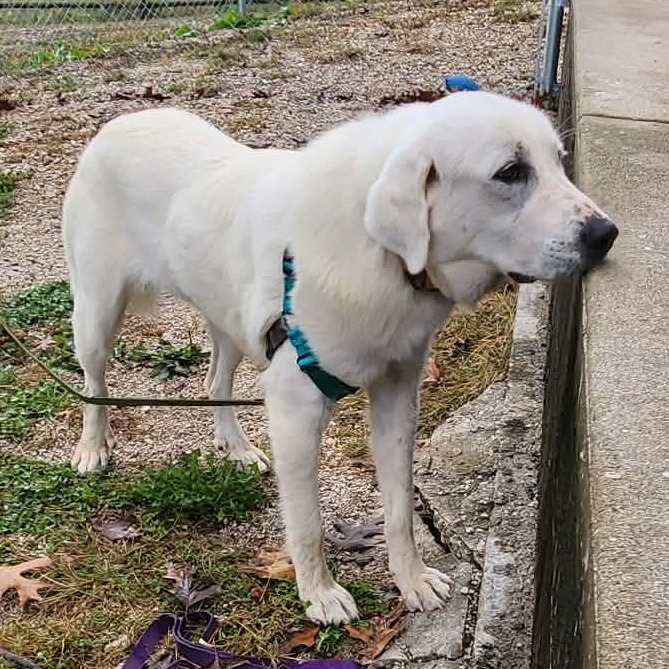 Pearl - Missouri (OT25-228)