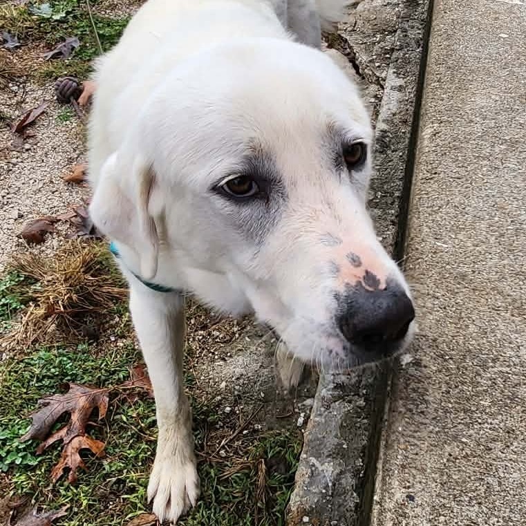 Pearl - Missouri (OT25-228)