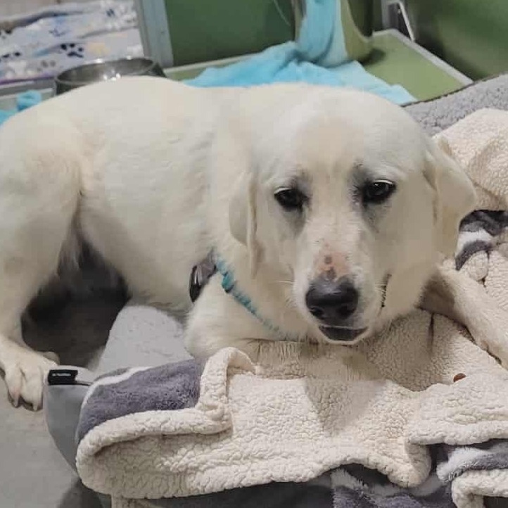 Pearl - Missouri (OT25-228)