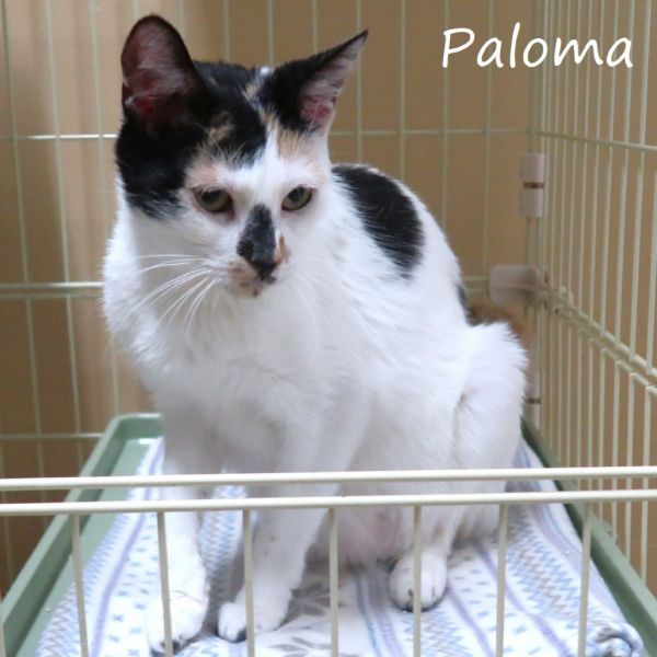 Paloma