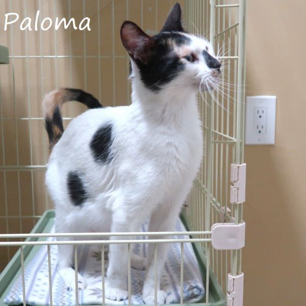 Paloma thumbnail 2