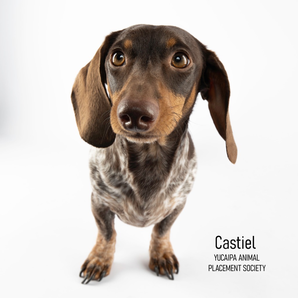 Adopt Castiel