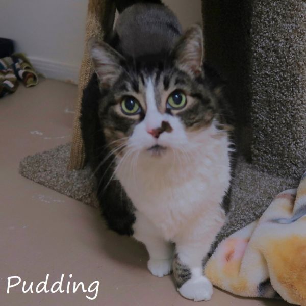 Pudding thumbnail 2