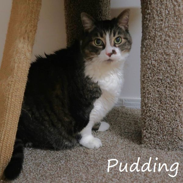 Pudding thumbnail 3