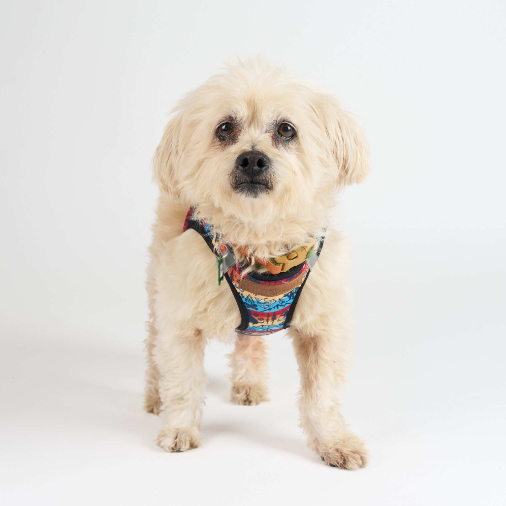 Adopt Beardsley 13491