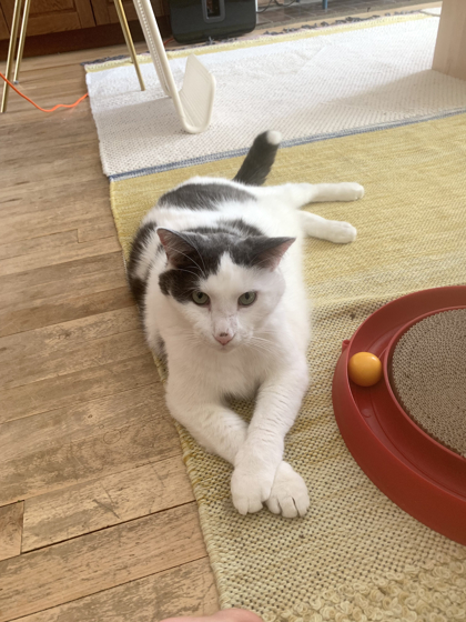 Boji (Gaston/Chaton)