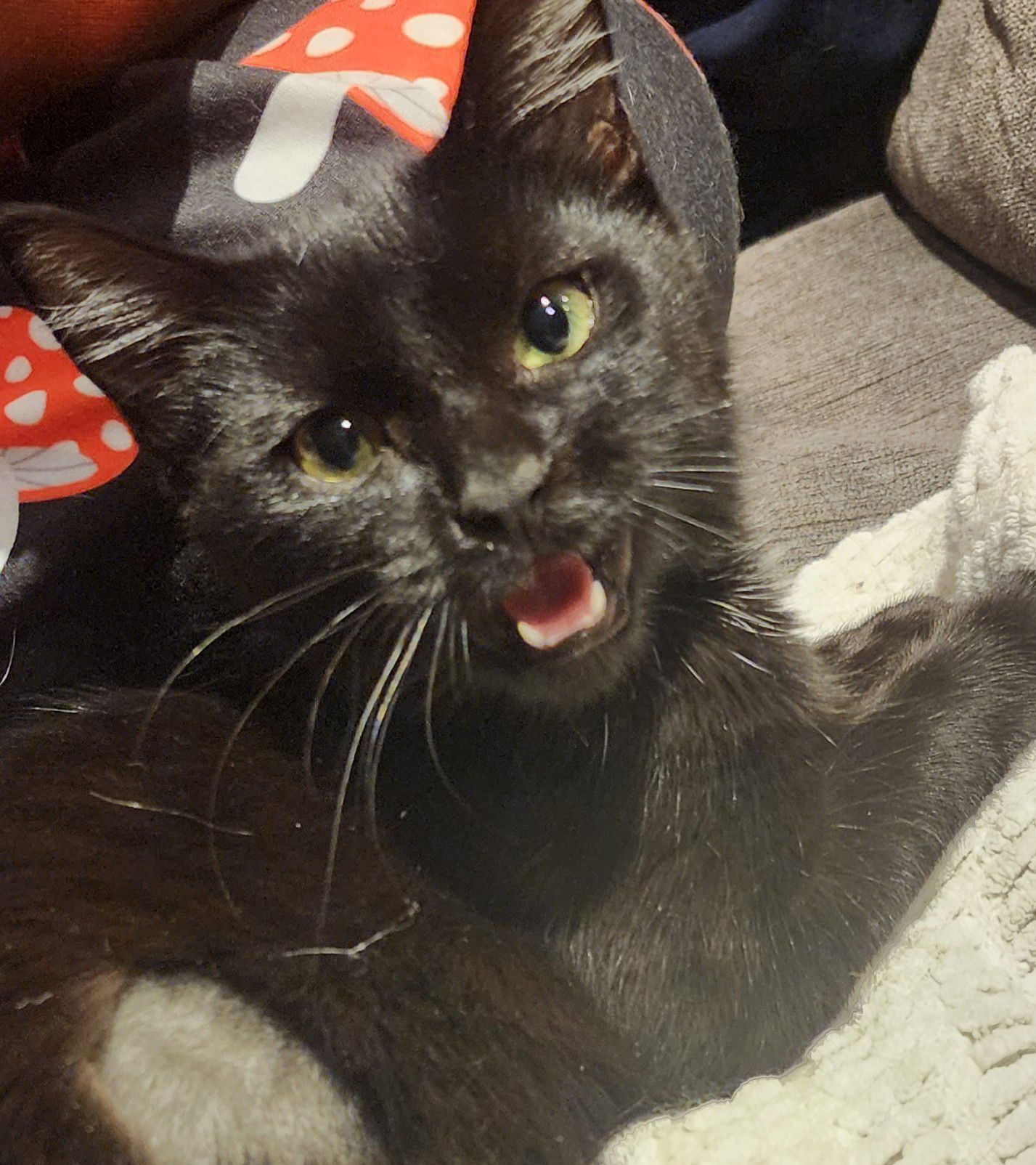 Pearl, Willow Grove Area, (FCID 10/24/2025-104)