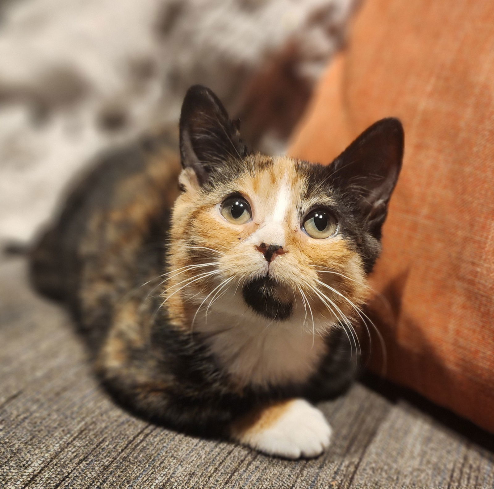 Elizabeth, Willow Grove area (FCID 11/04/2025-136)