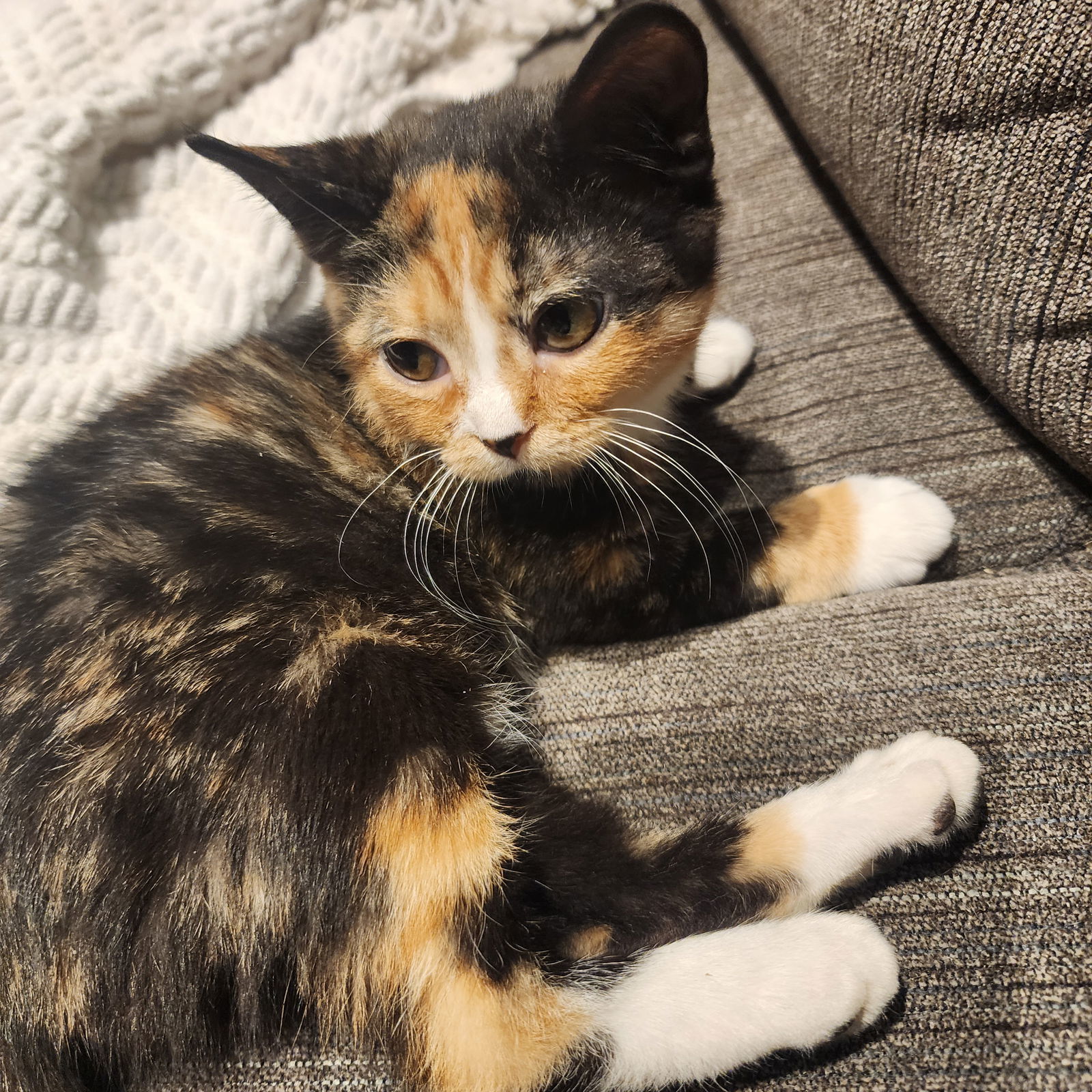 Elizabeth, Willow Grove area (FCID 11/04/2025-136)