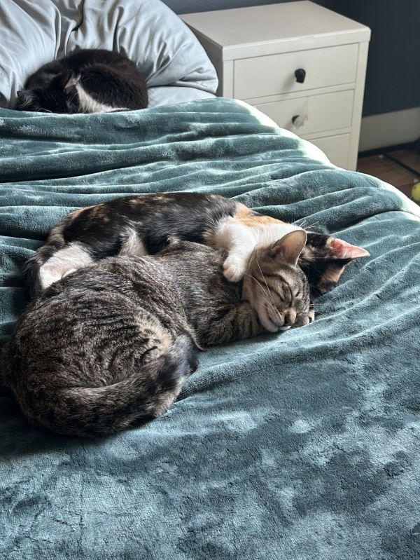 Pinky Pie thumbnail 2