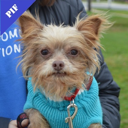 Bitsy+(bonded with Benny)