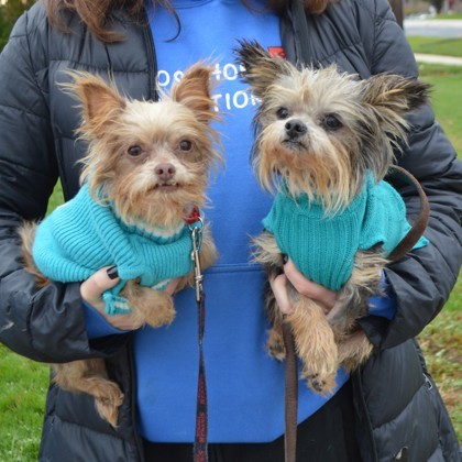 Bitsy+(bonded with Benny)