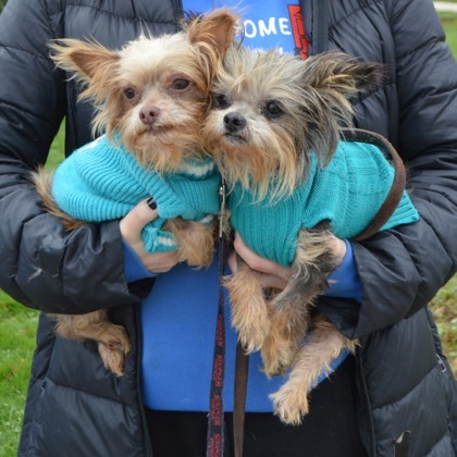 Benny+(bonded with Bitsy)