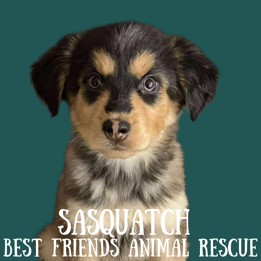 Photo of Baby Male Labrador Retriever 