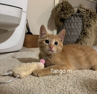 Tango