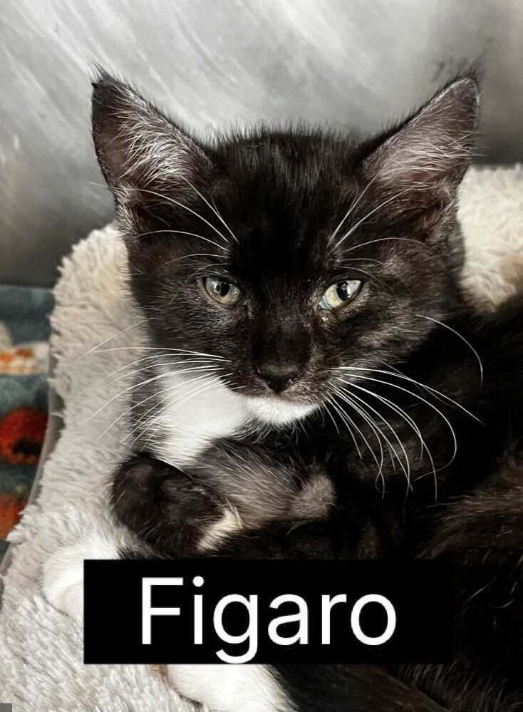 Figaro